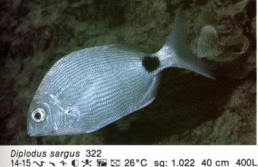 Diplodus sargus